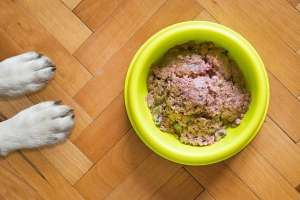 Hay bacterias resistentes a los antibióticos en la comida para perros: cómo evitar que te afecten