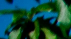 Policía de Haití mata en fuego cruzado a cuatro sospechosos del asesinato del presidente Jovenel Moïse