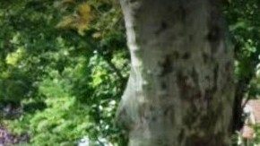 Una de las vírgenes antes de ser destruida en 70-01 Kessel St, NYC.