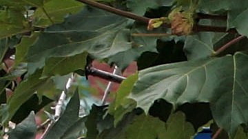 Por solo $0.58 centavos los clientes pueden llevarse una pila de tres panqueques.