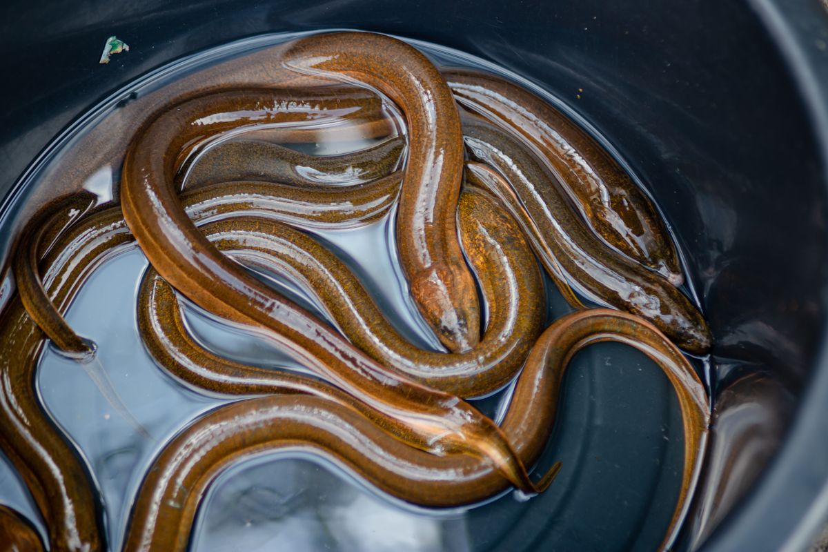 Eel is removed from your stomach when used as a constipation remedy