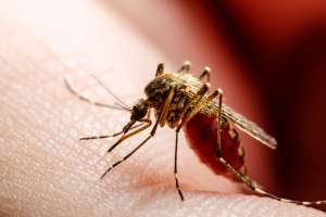 Detectan en Estados Unidos mosquitos que transmite enfermedad que paraliza a las personas