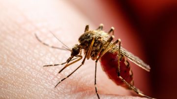 Detectan en Estados Unidos mosquitos que transmite enfermedad que paraliza a las personas