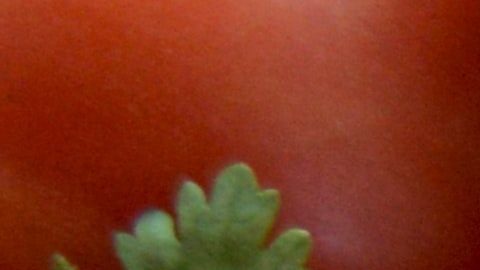 Aguacate