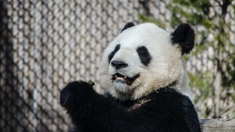 Oso panda