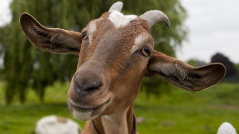 Pastor corte de pelo cabras Turquía