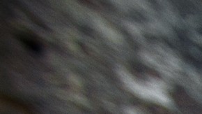 Pelea de monos en Tailandia