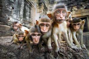 Pelea entre monos salvajes paraliza calles de Tailandia