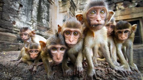 Pelea de monos en Tailandia