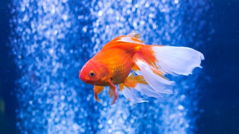 Estos inofensivos pececitos están causando muchos problemas.