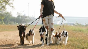 Ya sea que trabajes en una empresa formal o decidas cobrar por simplemente pasear perros, cualquier ingreso que tengas, debes reportarlo al IRS.