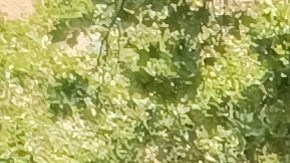 La dominicana Raiza Valerio como muchas familias mantiene dudas sobre la vuelta a clases el próximo otoño.