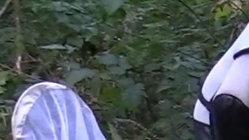 VIDEO: Destruyen enorme nido con 1,500 "avispones asesinos" en Estados Unidos