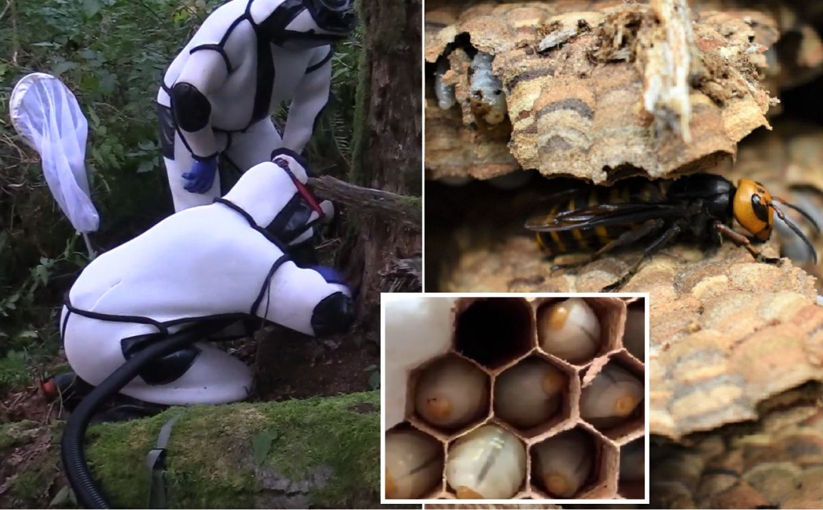 VIDEO: Huge nest with 1,500 “killer hornets” destroyed in the United States