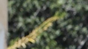 Ben Affleck no estuvo con Jennifer Lopez en su cumpleaños.