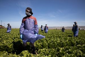 Inmigrantes que trabajan en el campo retan a senadores a laborar un día como agricultores