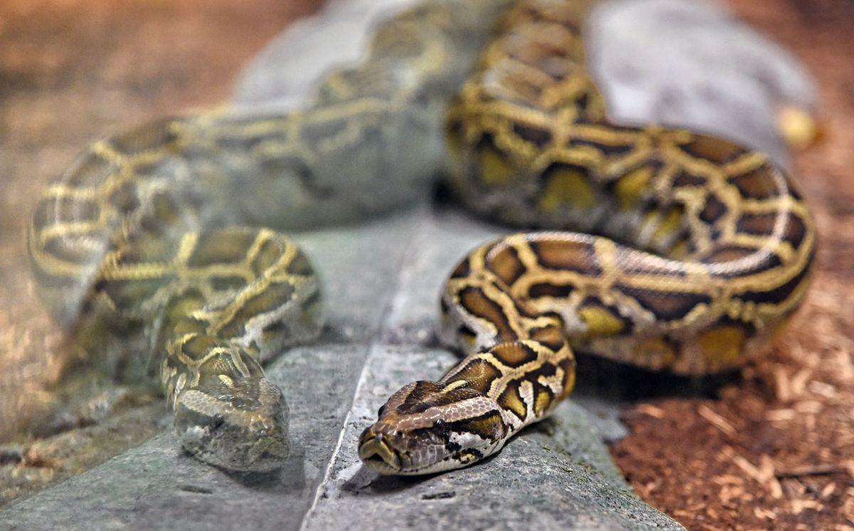 Una serpiente pitón en un zoológico en Singapur. 