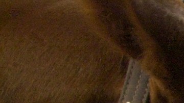 La FDA lanzó una inusual campaña que recordó a los humanos que no son caballos ni vacas.