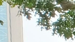 Senador estatal Gustavo Rivera.