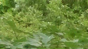 Activistas argumentan que en NYC solo se "cambió el nombre" a la medida de aislamiento en prisiones.