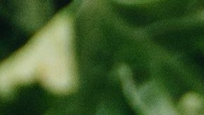 Las hierbas tienen propiedades medicinales