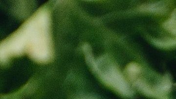 Las hierbas tienen propiedades medicinales