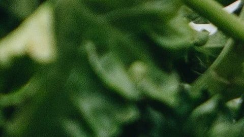 Las hierbas tienen propiedades medicinales