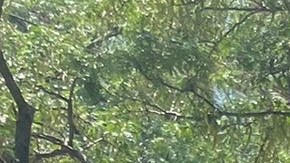 La demostración contra la violencia ‘transfóbica’ se realizó en el ‘Lorena Borjas Triangle’ en Jackson Heights, en Queens.