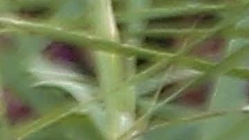 Alex Rodríguez tiene nueva novia y nueva compañera para hacer ejercicio: Melanie Collins.