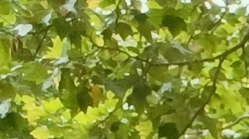 La dominicana Melania Brown perdió a su hermana en un procedimiento de castigo en Rikers Island. Ahora presiona para que levanten estos castigos.