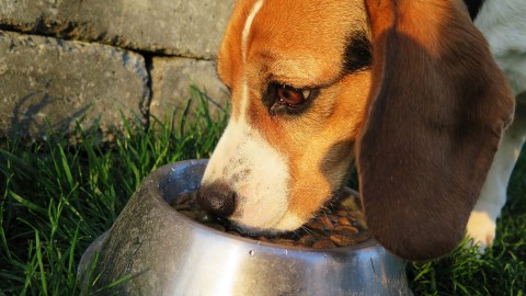 Midwestern Pet Foods tiene 15 días para explicar a la FDA cómo va a corregir las violaciones encontradas en sus fábricas.