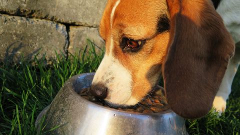 Midwestern Pet Foods tiene 15 días para explicar a la FDA cómo va a corregir las violaciones encontradas en sus fábricas.