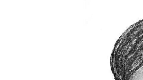 Si lo ubicas repórtalo a 1-800-577-TIPS.