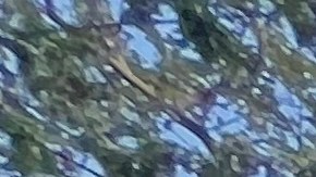 Eric Adams lanza campaña de elecciones generales a la Alcaldía