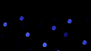 La de esta temporada se disputará en el estadio del Zenit, en Rusia.