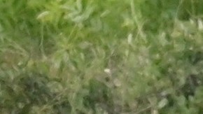 Bebé es mandado vivo a morgue del IMSS