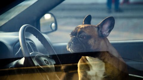 Encierra perro en auto