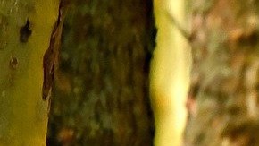 El crédito otorga hasta $3,600 dólares al año para familias elegibles con niños menores de 6 años.