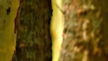 El crédito otorga hasta $3,600 dólares al año para familias elegibles con niños menores de 6 años.