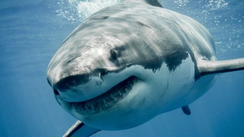 Tiburón devora cuerpo Yucatán