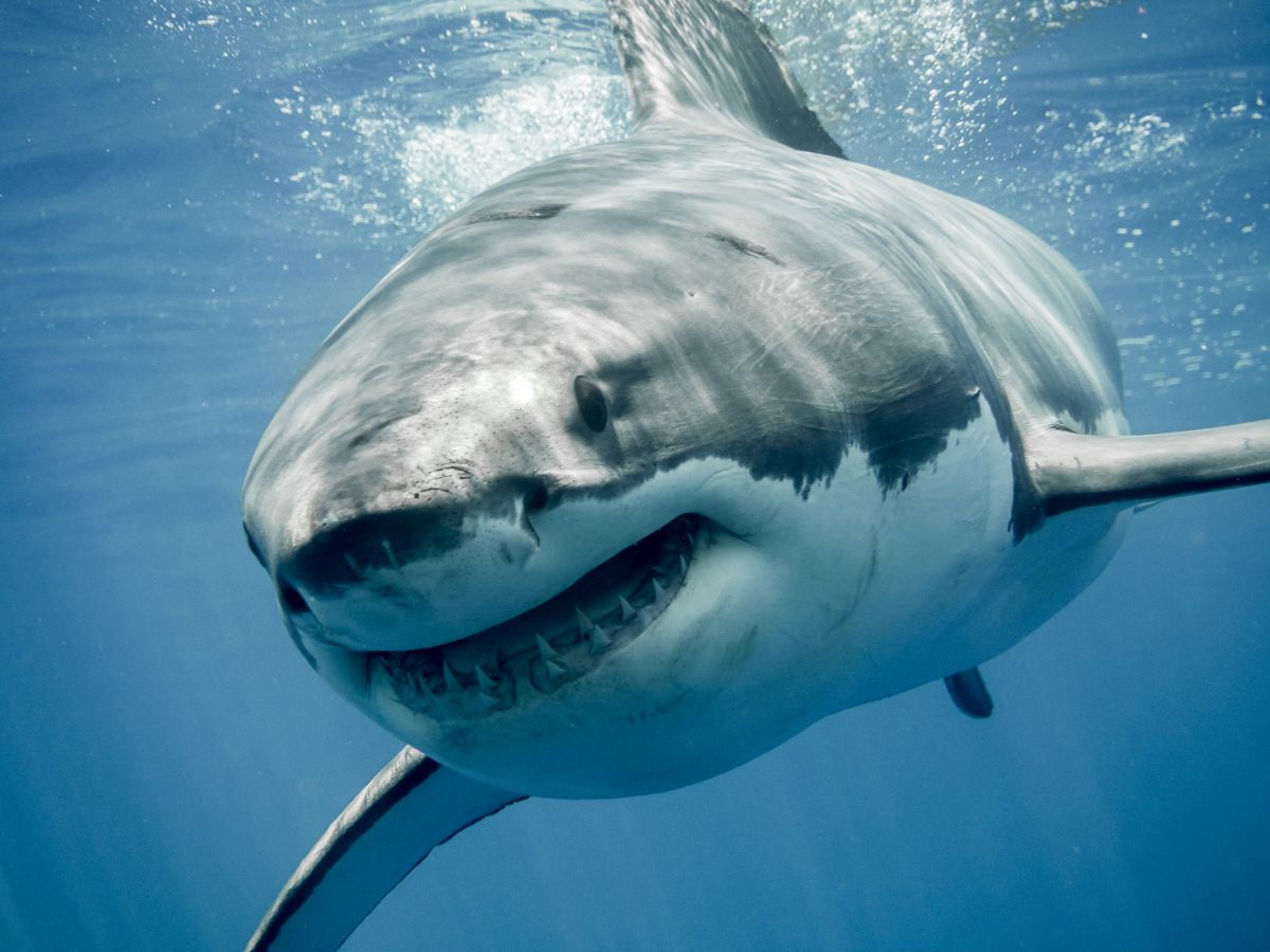 They record a shark devouring a body in Arrecife Alacranes in Yucatan, Mexico
