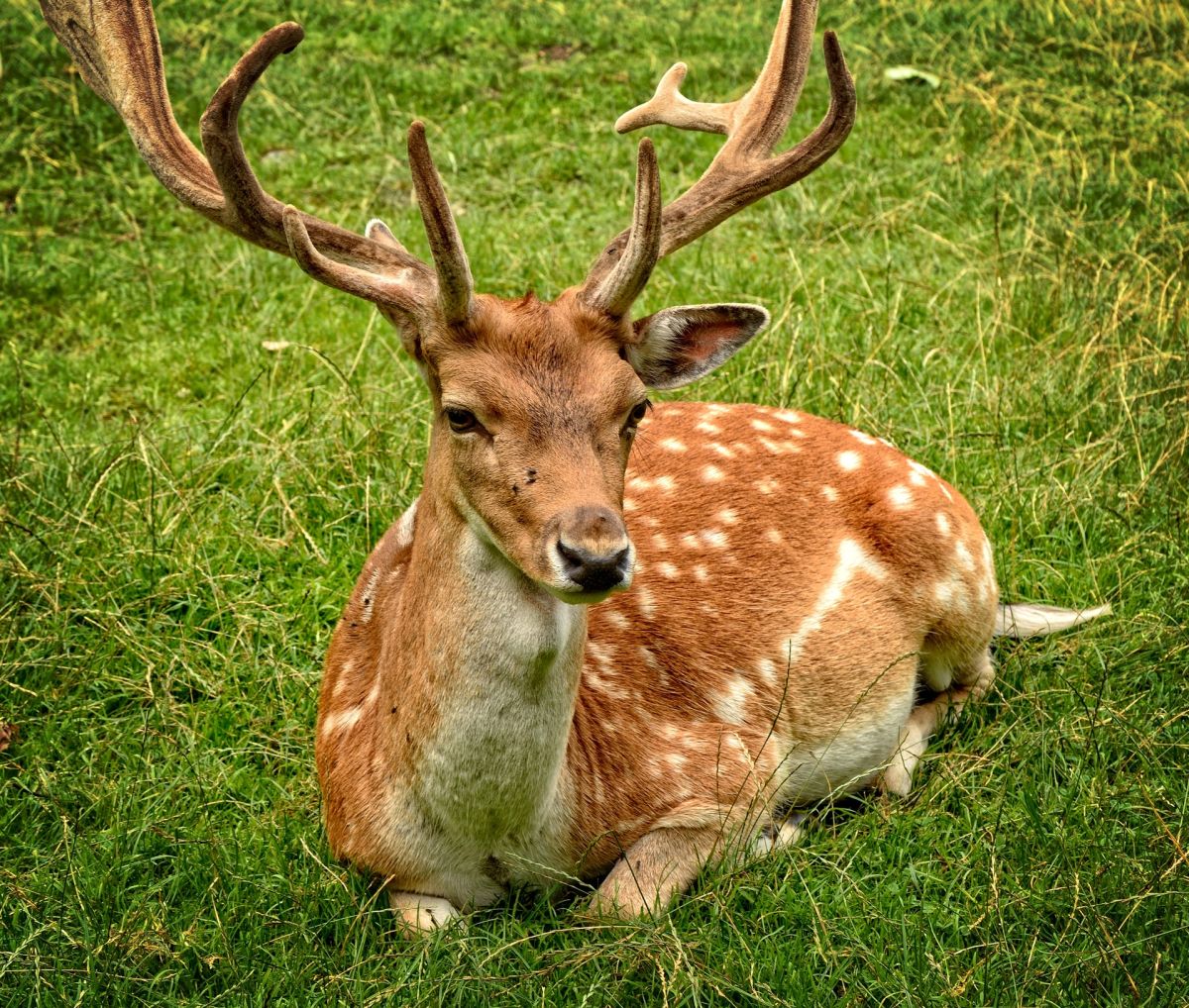 Wisconsin seeks help to reduce the spread of “zombie deer disease” among deer
