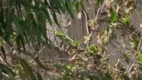 Grupos talibanes acabaron con la vida de mujer, quien en un gesto de rebeldía se opuso a usar la burka.