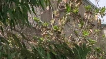 Grupos talibanes acabaron con la vida de mujer, quien en un gesto de rebeldía se opuso a usar la burka.