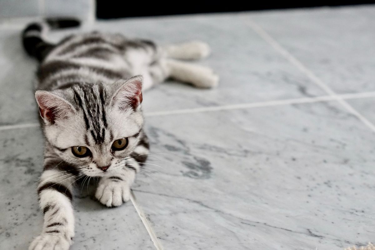 They report a “clandestine party” to the police and discover a cat “listening” to electronic music They report a “clandestine party” to the police and discover a cat “listening” to electronic music