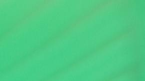 Hamster TikTok viral