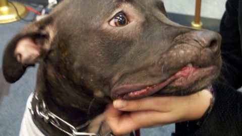 Las peleas de perros son ilegales en todo EE.UU.