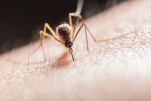 Por qué los mosquitos son la especie más mortífera del planeta