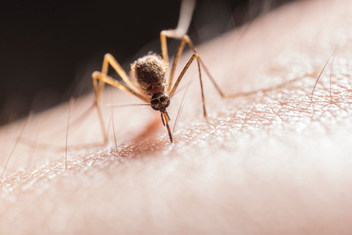 La inmensa mayoría de los mosquitos no transmite enfermedades.