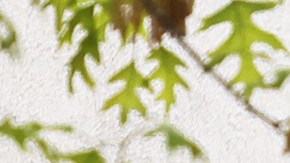 Pelea empleada Chipotle